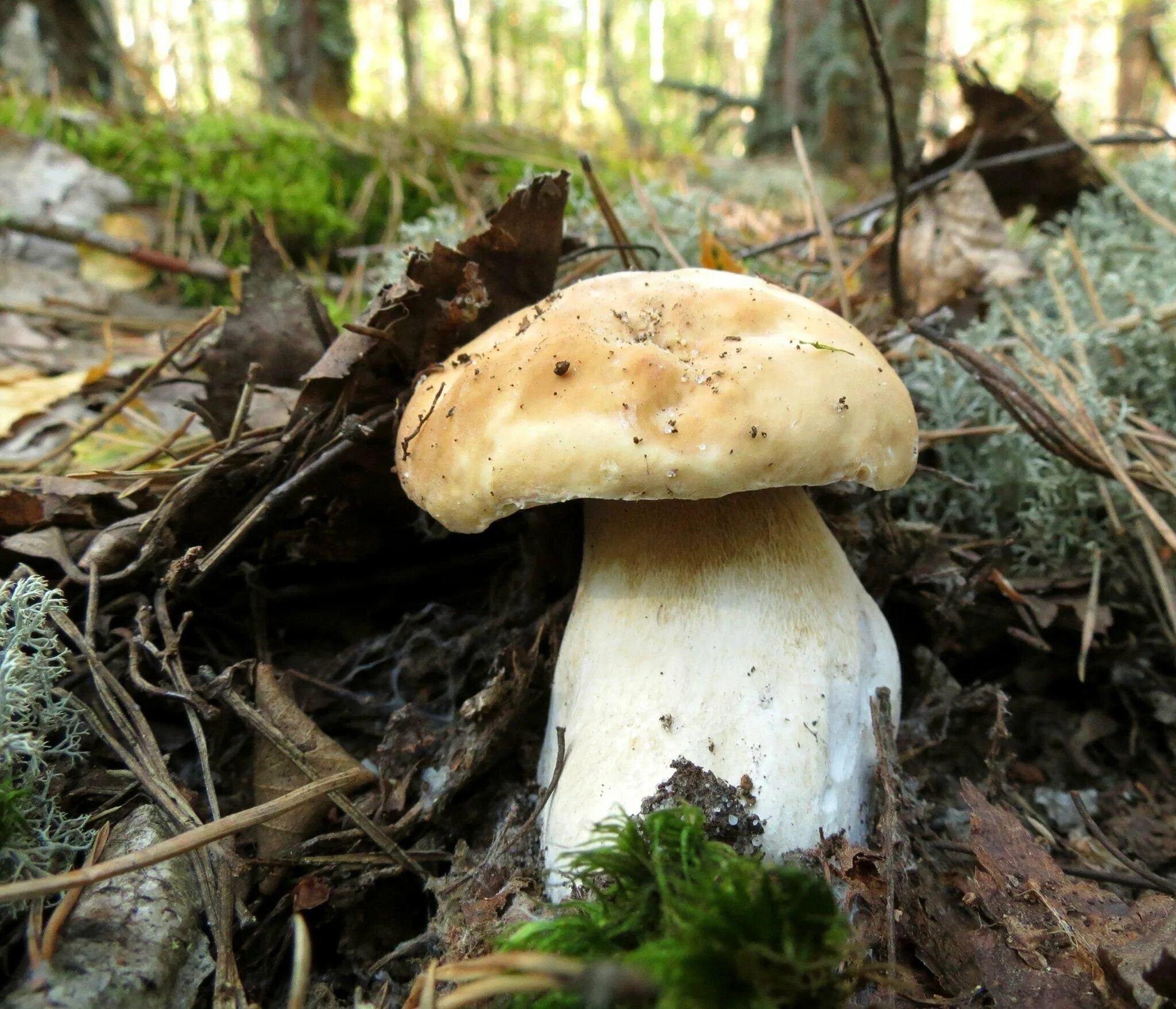 Дырявый гриб. Вороночник рожковидный. Amanita virosa и луговой шампиньон. Волоконница шерстистая. Грибы из ольховки.