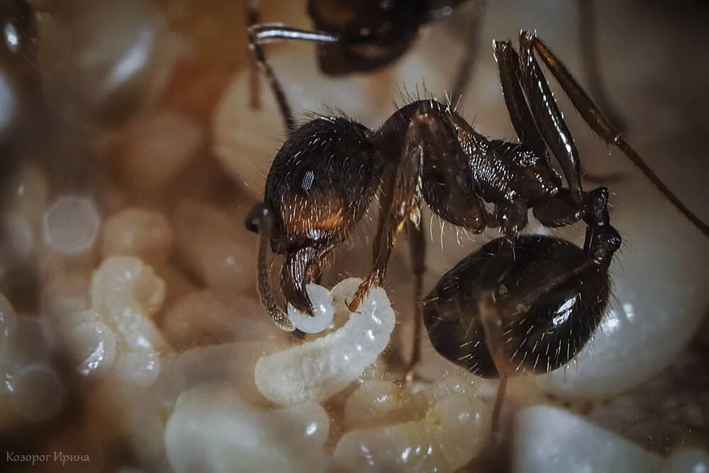 Какое развитие у муравья. Королева муравьев откладывает яйца. Муравьиная Королева откладывает яйца. Муравьиная матка откладывает яйца.