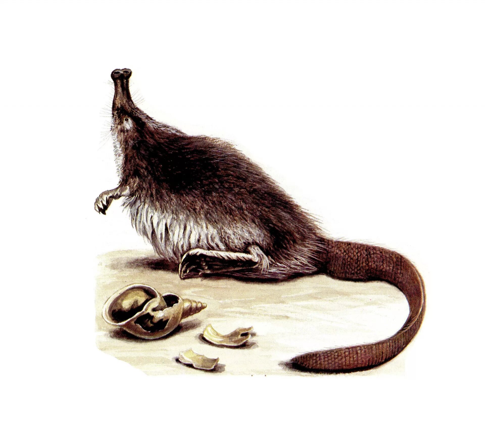 Выхухоли и бобра. Русская выхухоль desmana moschata. русская выхухоль desmana moschata linnaeus, 1758. выхухоль сумчатая. скелет выхухоли.