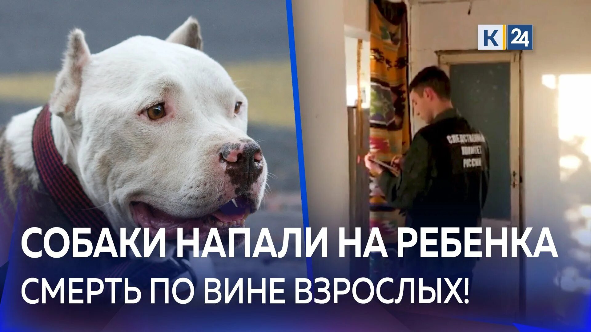 Собаки загрызли 12 летнюю девочку. Питбуль на службе. дом для питбуля. питбуль домашний питомец. овчарка загрызла девочку в сочи.