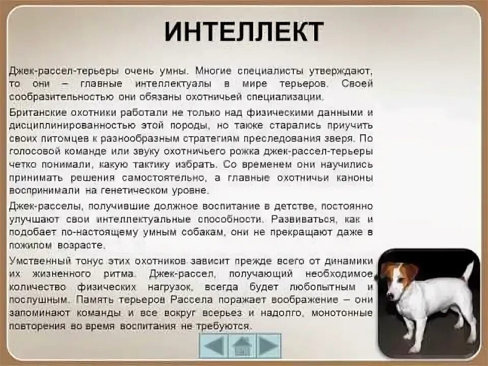 Как воспитать джека. Джек Рассел терьер стандарт породы. Воспитание Джек Рассела. Джек Рассел характеристики. Факты о Джек Рассел терьер.