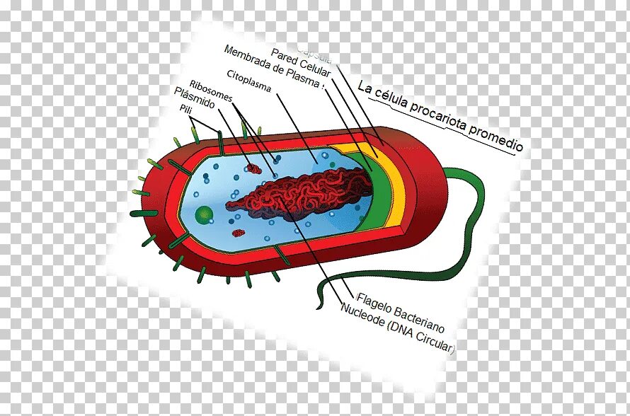 Прокариоты теория. Прокариотическая клетка. Клетка бактерии. Бактериальная клетка. Прокариоты картинки.
