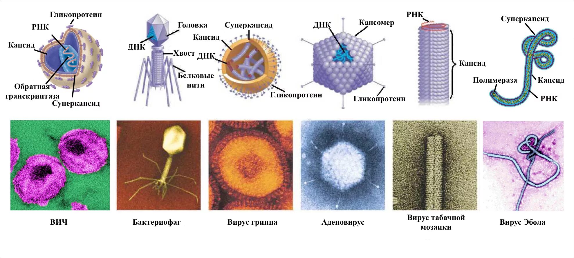Классификация вирусов по форме биология. Микробиология строение бактерии и вирусов. Вирусы многообразие строения вирусов. Формы микроорганизмов вирусы.
