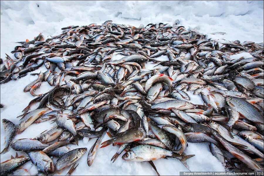 ханой ярославль свободы 52. много рыбы ярославль урицкого. много рыбы. много рыбы ярославль свободы 52. сибирская плотва.