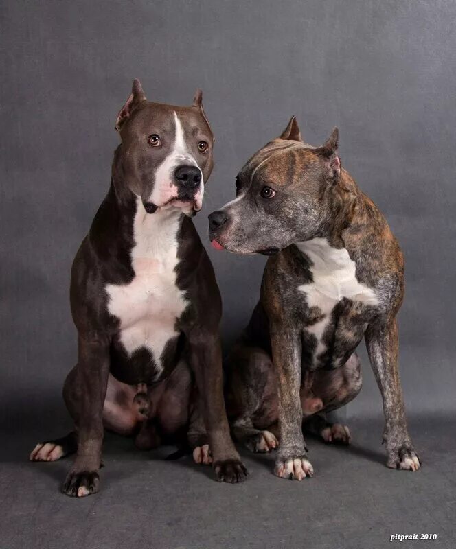 американский питбультерьер и американский стаффордширский терьер. американский стаффордширский терьер стандарт. американский пит стафф терьер. бультерьер булли. стаффордширский терьер амстафф.