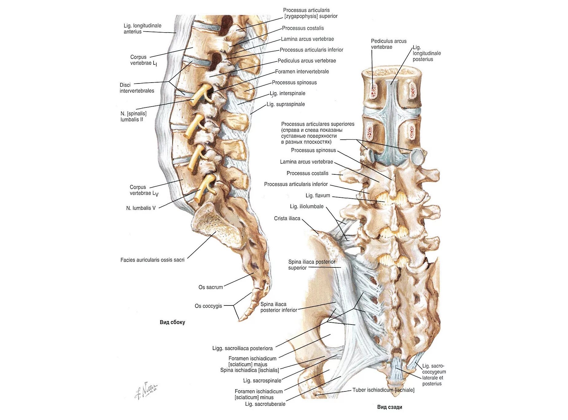 Крестцово-копчиковый отдел позвоночника. Строение крестцово копчикового сустава. Крестец позвонок строение. Анатомия пояснично крестцового отдела позвоночника. Позвонки крестцового отдела позвоночника.