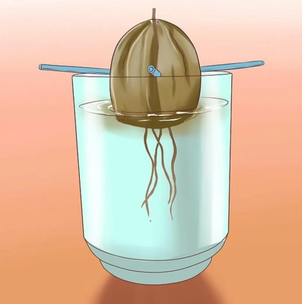 Семечко авокадо прорастить. Сажаем авокадо из косточки. Проращивание косточки авокадо. Вырастить косточку авокадо. Как вырастить авокадо из косточки в воде.