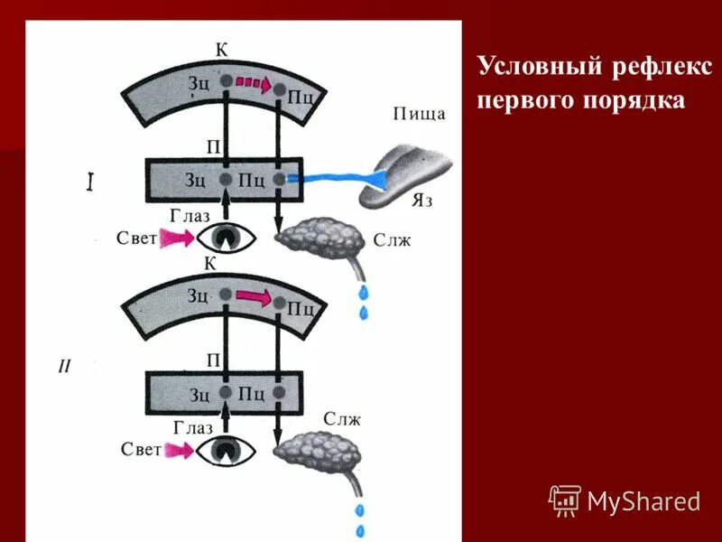 Условные рефлексы высших порядков. Условный рефлекс 1 порядка. условный рефлекс первого порядка схема. условные рефлексы первого порядка. схемы выработки условных рефлексов второго и третьего порядков.