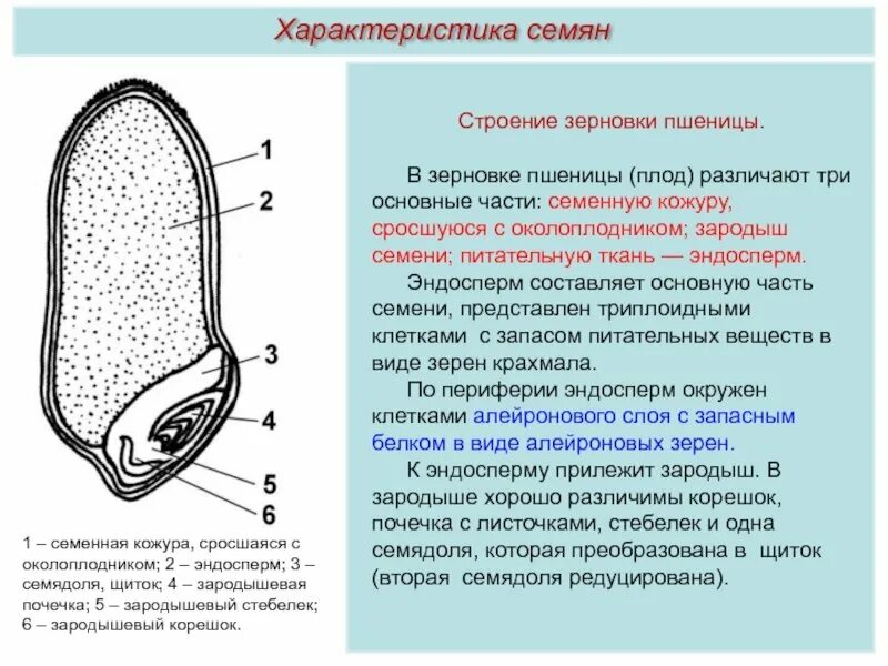 Содержит щиток. Строение семени зерновки пшеницы. строение зерновки пшеницы щиток. строение семени с эндоспермом. строение семени зерновки.