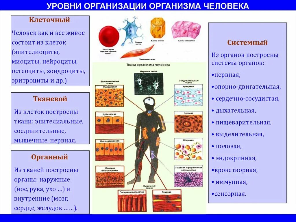 Уровни организации организма человека таблица анатомия. Уровни системной организации организма человека. Структура живого организма ткани органы системы органов. Клетка уровни организации организма человека.