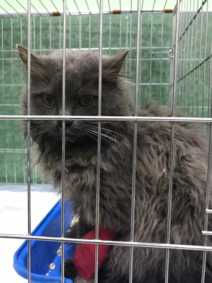 Приют для кошек рыбинск. Приют для кошек. Коты из приюта. Кошачий приют в Челябинске. Приют для кошек в Челябинске.