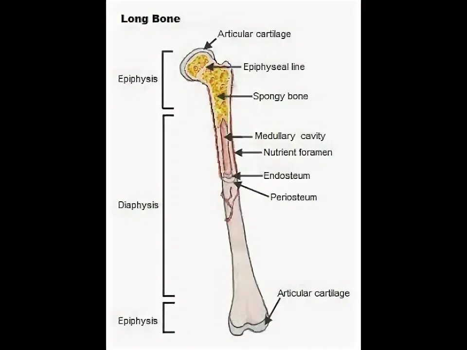 Long bone. Функции short Bones. Knochen. Cawk Bone. Long Bones.