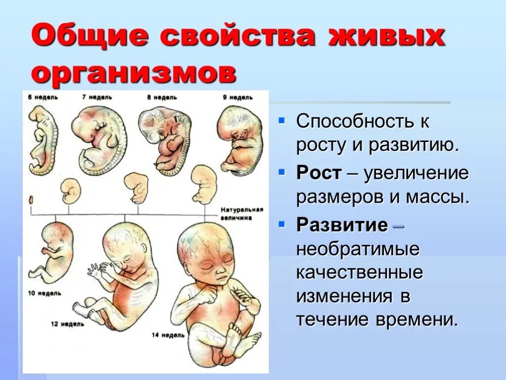 Биология 9 класс рост и развитие ребенка