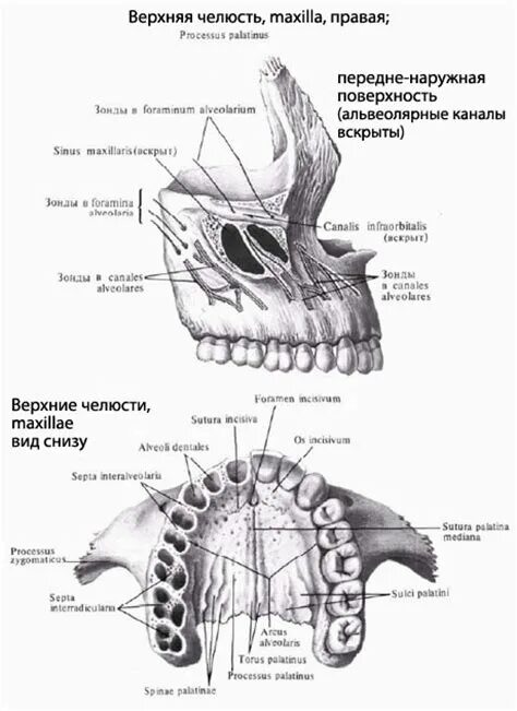 Костная основа полости рта. Верхняя челюсть анатомия строение вид снизу. Кости лицевого черепа анатомия верхняя челюсть. Верхняя челюсть анатомия Синельников. Строение кости верхней челюсти.