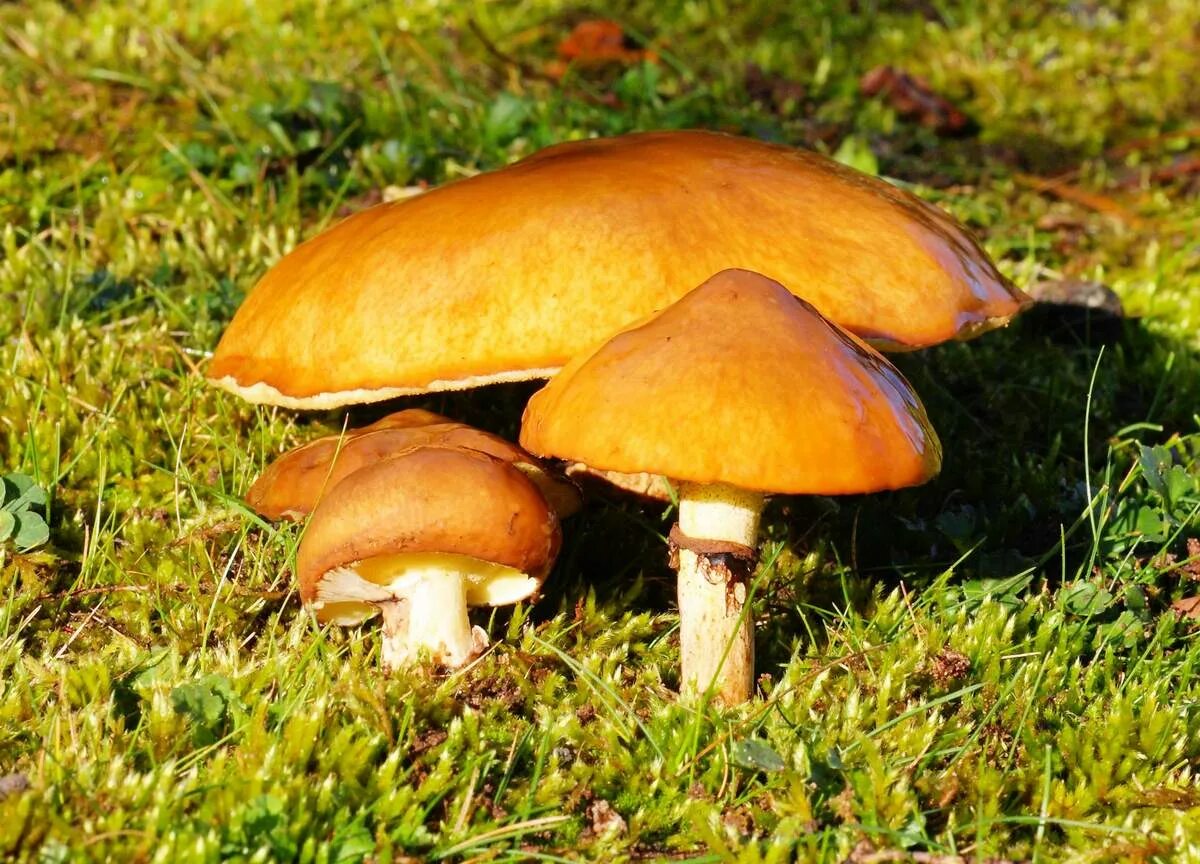 Масленок. Масленок Suillus luteus. Гриб Suillus luteus. Съедобные грибы маслята. Маслёнок обыкновенный грибы.