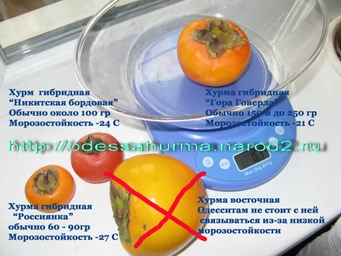 хурма для похудения.