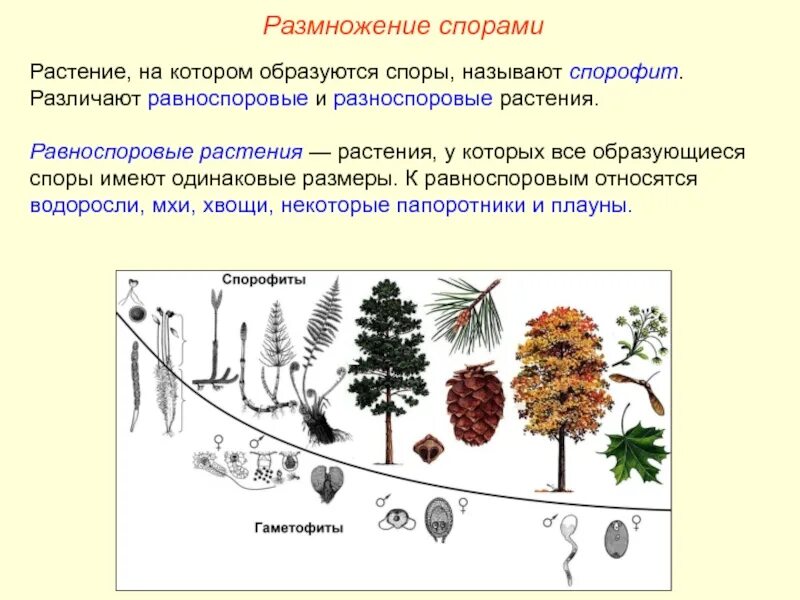 Бесполое размножение происходит с помощью спор и. Бесполое размножение растений спорами. Размножение спорами характерно для. Растения образующие споры. Размножение с помощью спор.