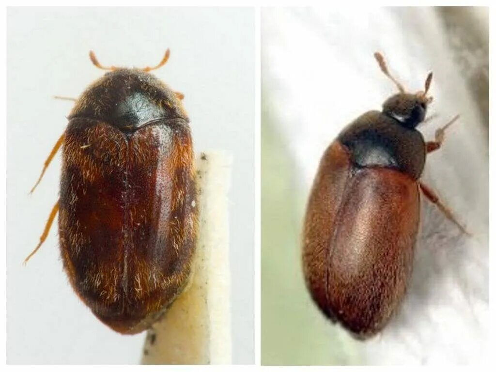 Откуда появляются жуки. Ветчинный кожеед. Смоляно бурый хрущак. Жуки кожееды dermestes lardarius. Откуда появляются жуки.