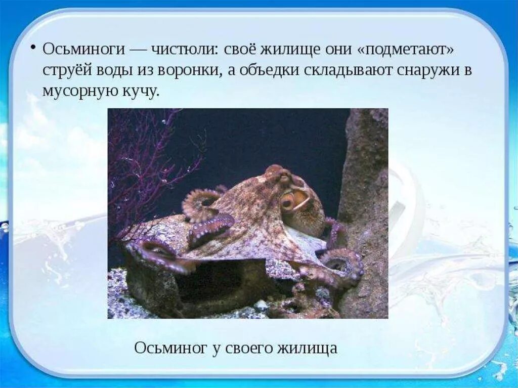 Осьминог группа животных относится к группе. Презентация осьминоги для дошкольников. факты о осьминогах. осьминог для презентации. сообщение о осьминоге.
