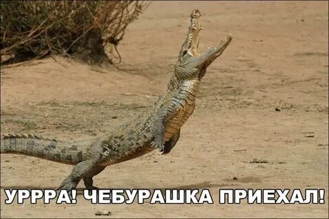Крокодил бежит
