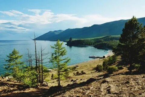 Песчанка байкал
