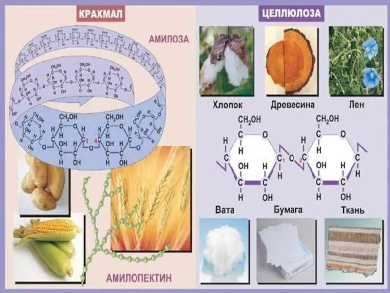 Целлюлоза. Крахмал и Целлюлоза. Целлюлоза схема строения. Строение крахмала и целлюлозы. Сходства и различия крахмала и целлюлозы