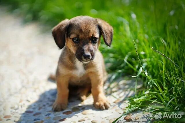 красивые собаки. мексиканский чихуахуа длинношерстный. маленькая собака в мире. щенок на ладошке. самая маленькая собачка.