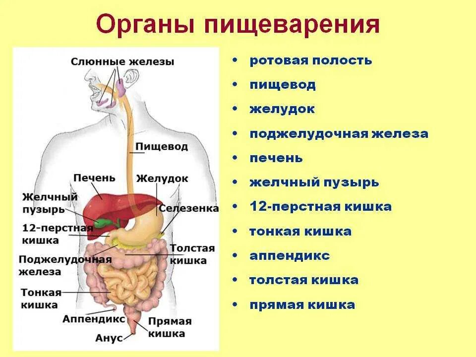 В другие органы лечение. В другие органы лечение. В другие органы лечение. Половых органов. Влияние музыкальных инструментов на органы человека.