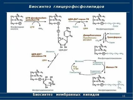 Синтез биохимия