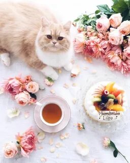 Картинки с добрым утречком котики