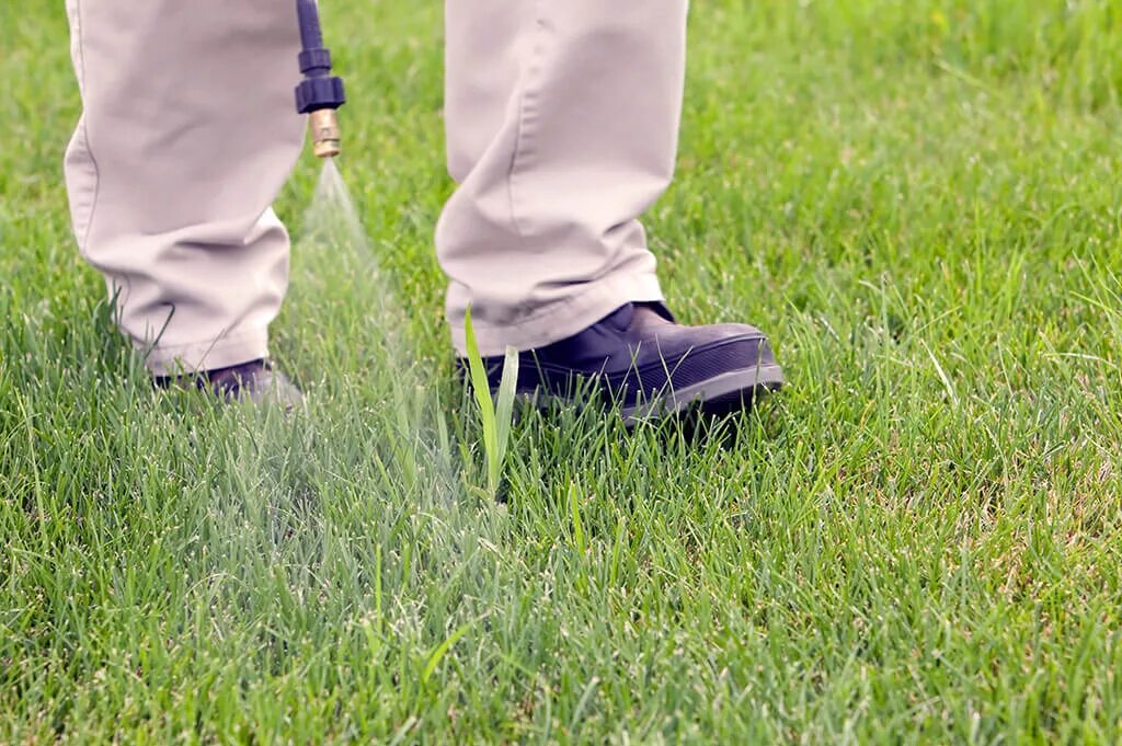 Распыляемый газон. Пестициды для борьбы с сорняками. Опрыскивание газона. Борьба с сорняками. Опрыскивание сорняков.