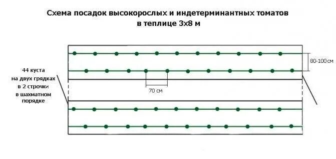 Помидоры сажают на расстоянии друг. Схема посадки высокорослых томатов в теплице. На каком расстоянии сажать помидоры в теплице. Расстояние высадки томатов в теплице. Расстояние между рассадой помидор в теплице.