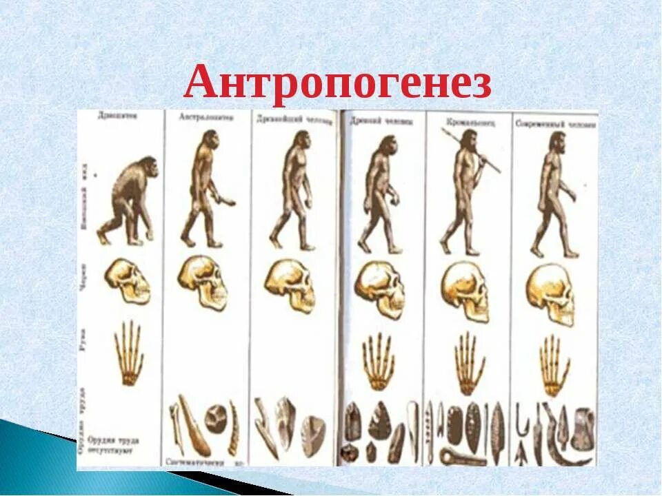 Антропогенез человека 9 класс. Эволюция человека Антропогенез. Происхождение человечества Антропогенез. Этапы антропогенеза. Антропогенез схема.