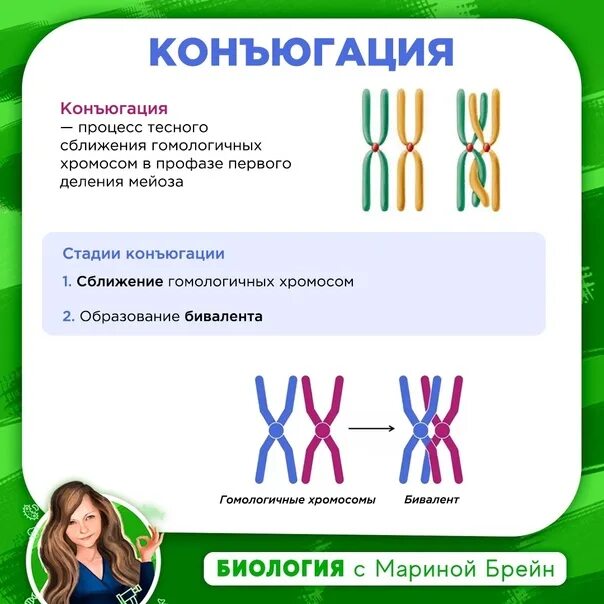 Стадия конъюгации гомологичных хромосом. Кроссинговер это в биологии. Конъюгация хромосом. Конъюгация и кроссинговер. Конъюгация и кроссингеверхромосом.