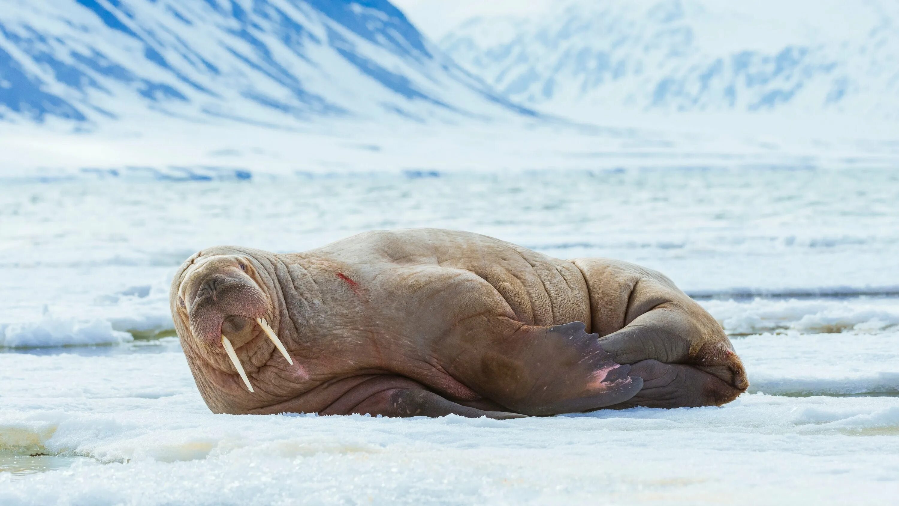 Морж песня. Ластоногие моржи. Тихоокеанский морж (Odobenus rosmarus divergens). Морж сивуч. Северный полюс морж.