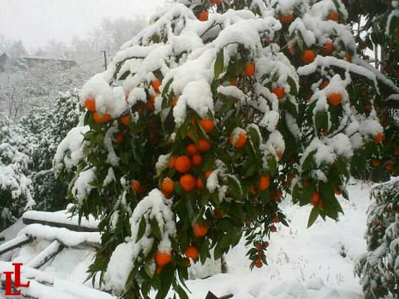 На дереве висят мандарины сначала. Мандариновый сад в снегу. Мандарины на снегу. Мандарины в снегу Абхазия. Мандариновое дерево зимой.