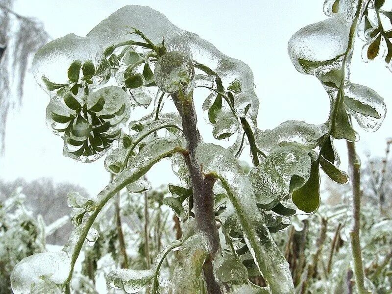 Растение гиб. Ледяной дождь. Как выглядит ледяной дождь. Небольшой ледяной дождь. Ледяной дождь в саду.