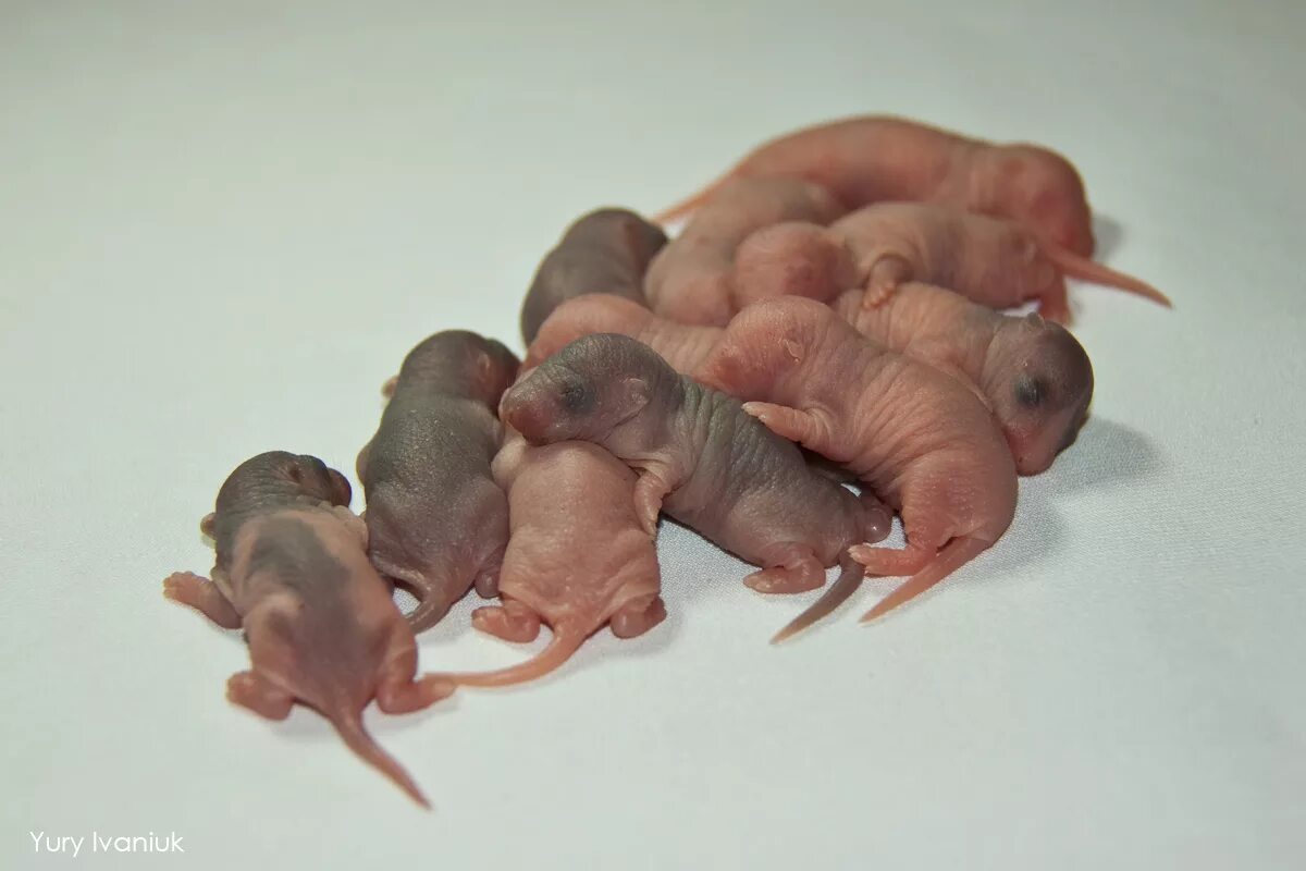 Новорожденные крысы Дамбо. Новорожденный крысенок Дамбо. Маленькие крысята Новорожденные Дамбо. Крысы Дамбо Детеныши.
