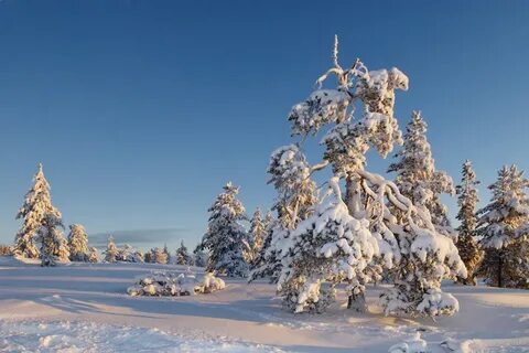Разукрасилась зима