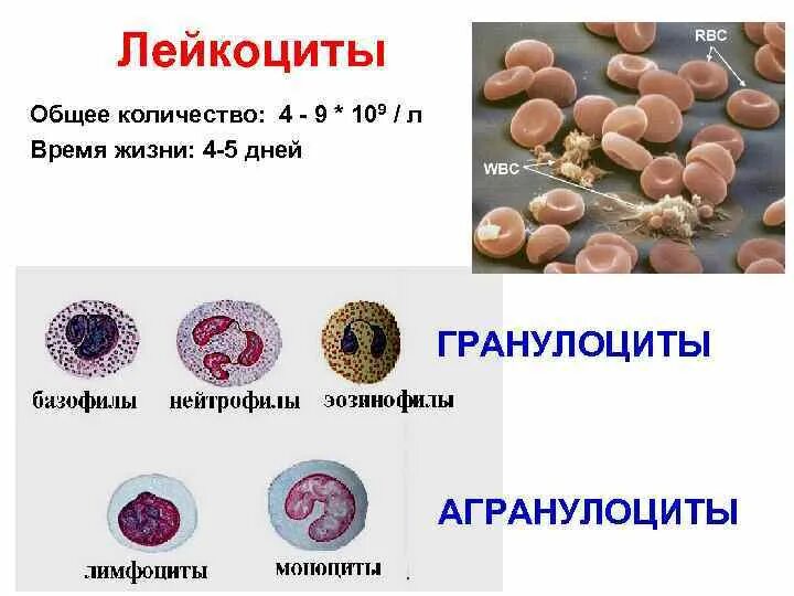 Гранулоциты и агранулоциты. Агранулоциты гистология. Лейкоциты гранулоциты и агранулоциты. Гранулоциты и агранулоциты рисунки клеток. Лейкоциты общие 3 3