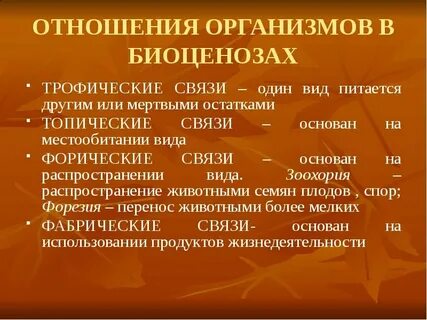 Трофические связи в биоценозе
