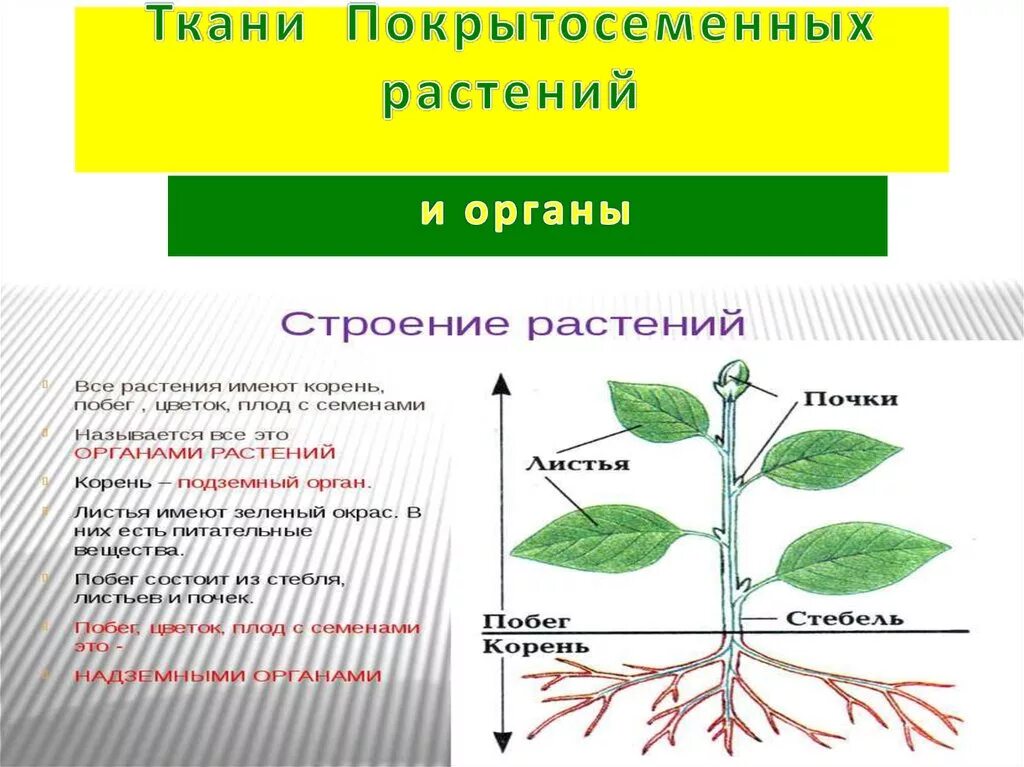 Покрытосеменные имеют органы. Строение органов покрытосеменных. Строение вегетативных органов покрытосеменных растений».. Ткани покрытосеменных растений таблица. Ткани покрытосеменных.