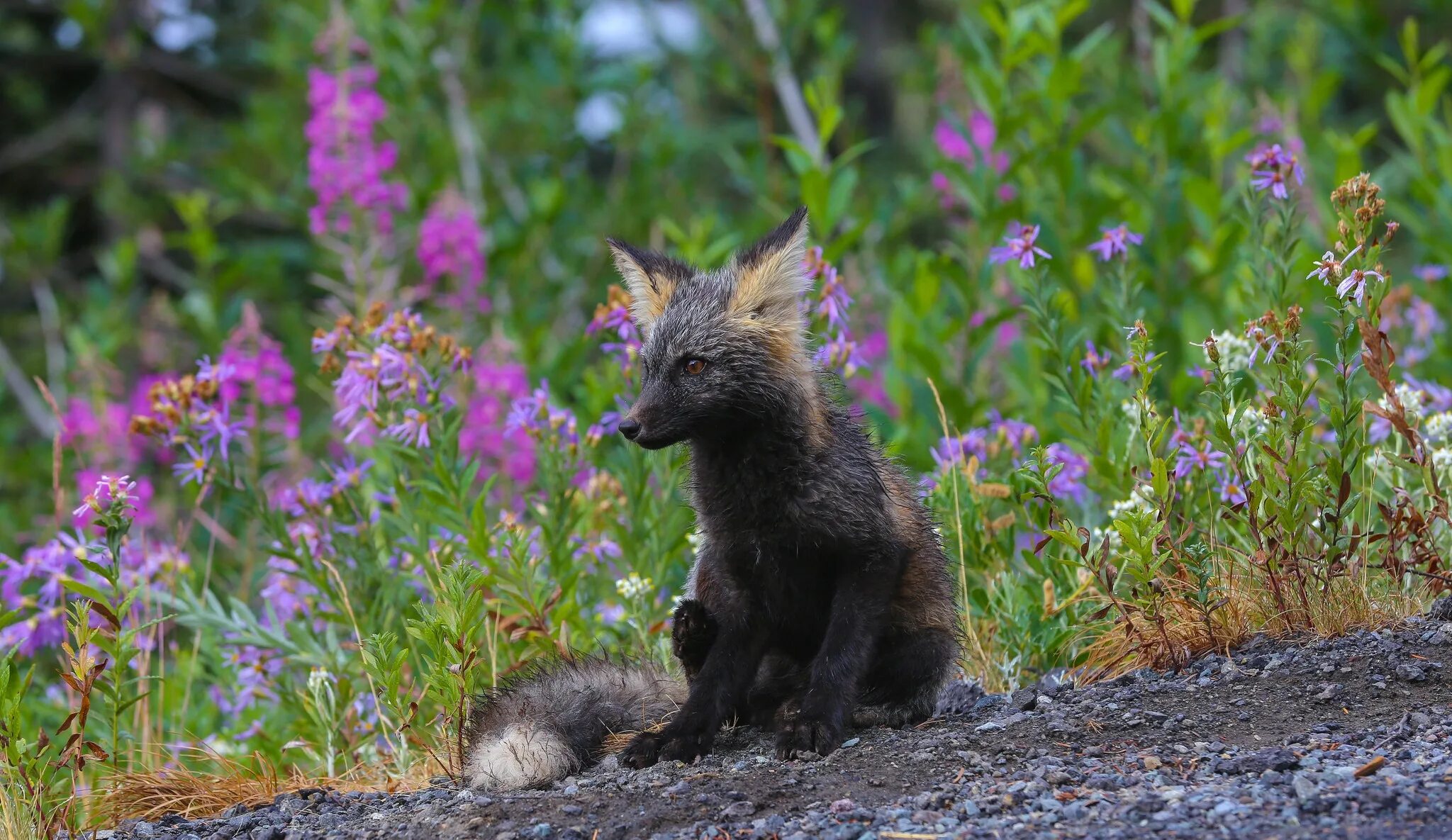 Flower foxes. Лисичка с цветочком. Лиса в траве. Лиса в цветах. Лиса обои.