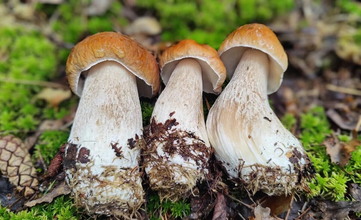 Форум грибников 2023. Форум грибников 2023. Гриб богемика. Форум грибников 2023. Форум грибников 2023.