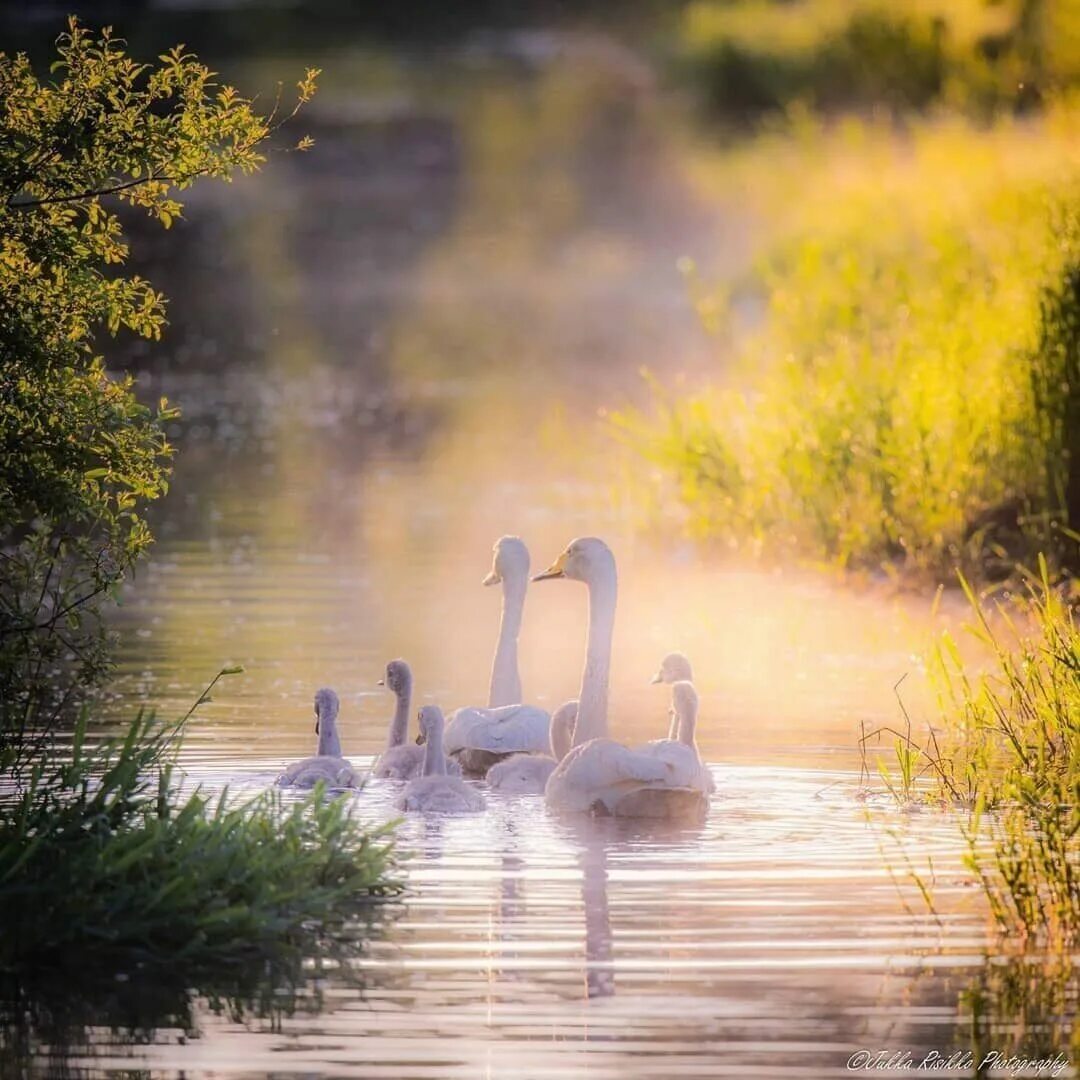 1 добрые реки. Лебеди на озере. Лебеди на рассвете. Лебеди в пруду. Романтичный пейзаж.