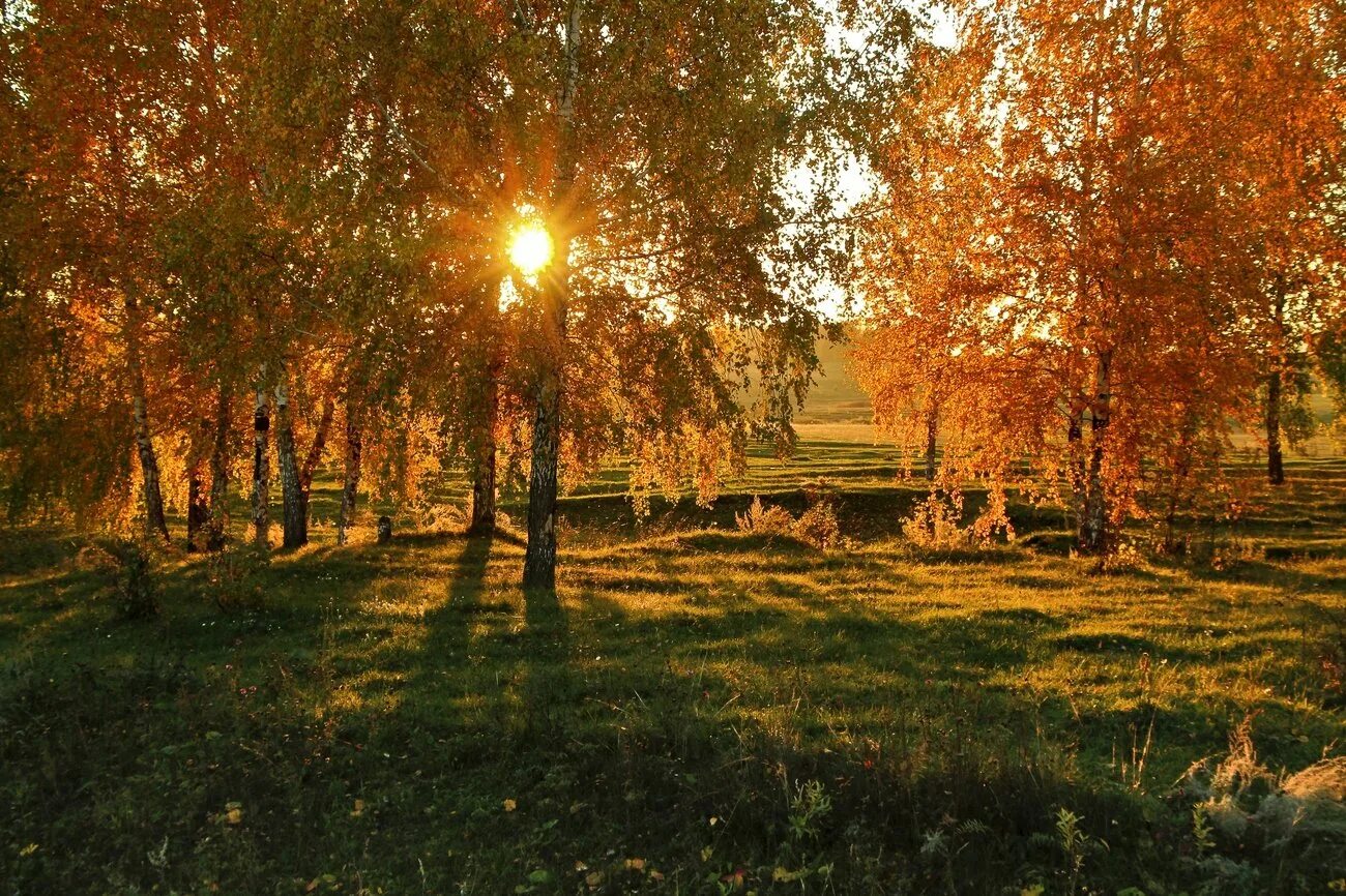 Солнечный осенний день. Осень солнце. Берёзовая роща на закате. Береза в лучах солнца. Ранним утром сентября