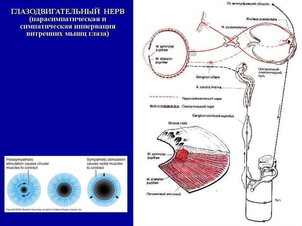 Иннервирует гладкие мышцы. Глазодвигательный нерв путь схема нейронов. Иннервация глазодвигательных мышц схема. Иннервация зрачковых мышц. Симпатическая иннервация глазного яблока.