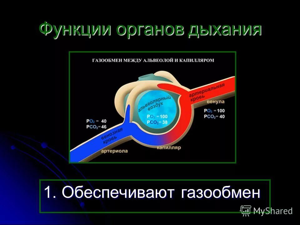 Функции органов дыхания являются. Дыхательная система органов органы и функции. Функция роль органов дыхания. Основные функции дыхательной системы. К органам дыхания относятся.