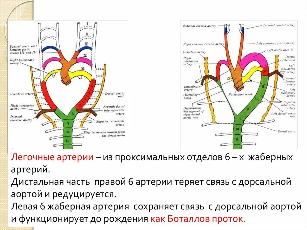 Проксимальный отдел артерии