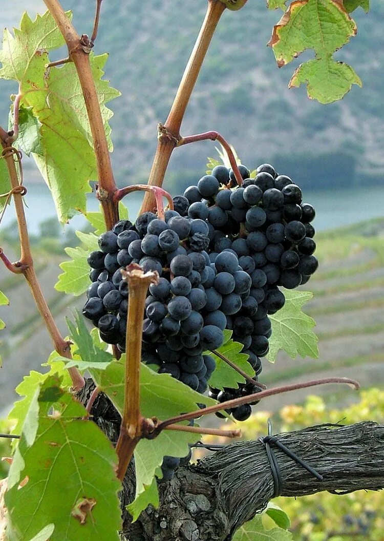 Sangiovese сорт винограда. Виноград Рондо.